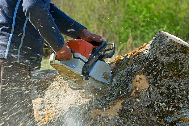 Trusted Eastmont, WA  Tree Services Experts